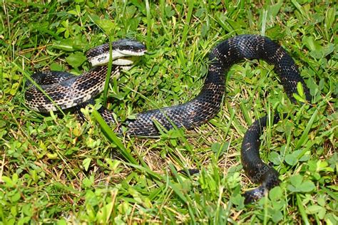 Rat Snake Illinois Wildlife Stock Photo by ©Wirepec 119836734