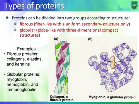 PPT - Structure-function relationship: Fibrous proteins PowerPoint ...