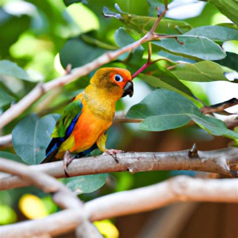 A Comprehensive Guide to Sun Conure Care: Tips and Tricks