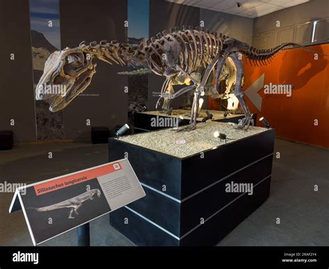 Skeleton of a Sillosuchus longicervix, a dinosaur from the Triassic Period in the museum of ...