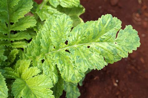 Turnip mosaic disease symptoms, caused by Turnip mosaic vi… | Flickr