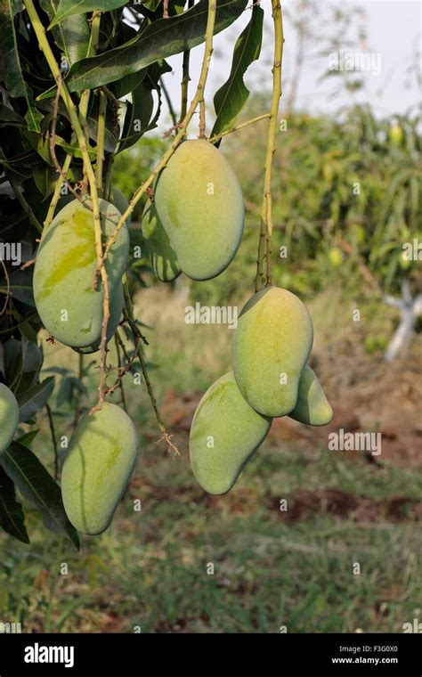 Mango Cultivation High Resolution Stock Photography and Images - Alamy