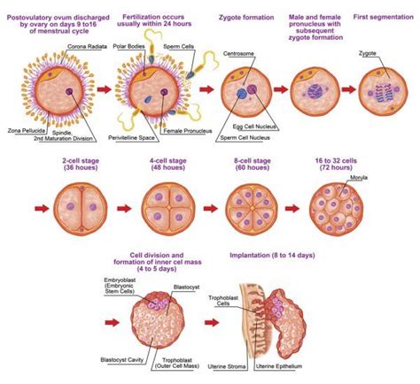 Ontogenia humana, fertilización, etapa de desarrollo, embriología ...