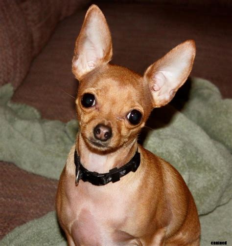 All-Puppies.com | Brown chihuahua, Chihuahua puppies, Chihuahua