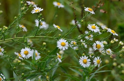 Wild White Asters #1 by Chris Tennis