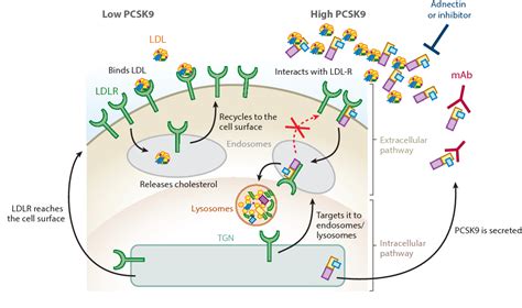 PCSK9 Inhibitors: Mechanisms of Action, Metabolic Effects, and Clinical Outcomes. | Semantic Scholar