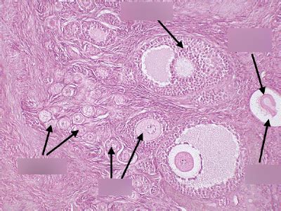 Ovary/Follicle Histology Diagram | Quizlet