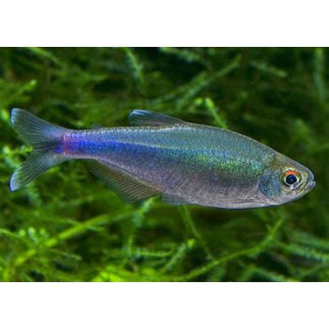 Blue King Tetra Fish | Tropical fish aquarium, Tetra fish, Aquarium fish