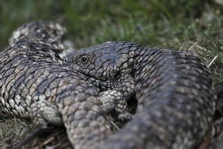 Shingleback Lizards | Mount Arapiles. Victoria. | Ed Dunens | Flickr