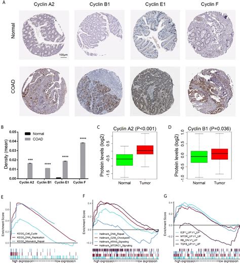 Frontiers | Comprehensive Analysis of Cyclin Family Gene Expression in ...