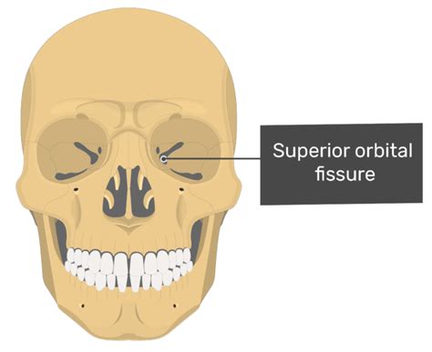 Sphenoid bone: anatomy, parts and labeled diagram | GetBodySmart