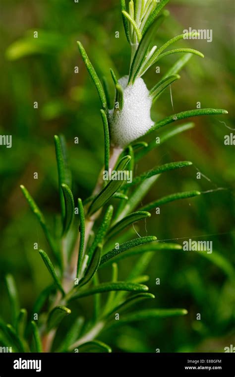 Froghopper life cycle hi-res stock photography and images - Alamy