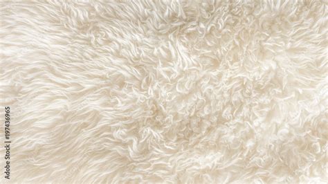 White soft wool texture background, seamless cotton wool, light natural sheep wool, close-up ...