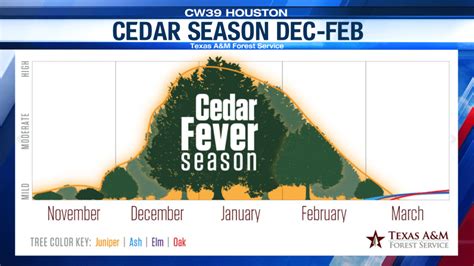 Where cedar pollen comes from and when it peaks