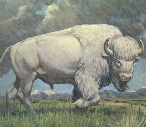 1000+ images about Sacred White Buffalo on Pinterest | Buffalo ... | Buffalo art, Bison art ...