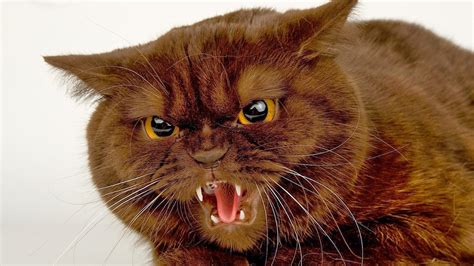 🔥 [50+] Angry Cat Free Desktop Wallpapers | WallpaperSafari