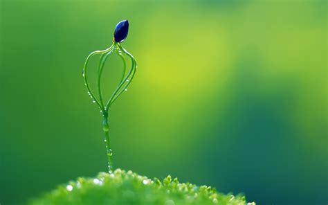 Wallpaper : 1920x1200 px, green, macro, nature, plants 1920x1200 - 4kWallpaper - 645146 - HD ...