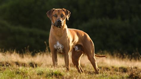 Do Rhodesian Ridgebacks Hunt Lions?