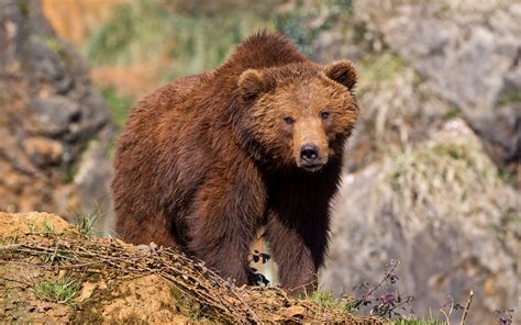 Fotos de Osos, imágenes del Oso Pardo en la Naturaleza