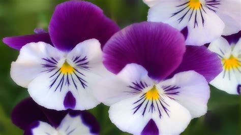 Purple white flowers wallpaper | 1920x1080 | #31516