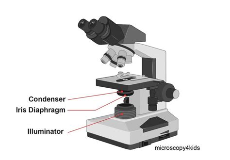 Compound microscope - their parts and function - Microscopy4kids