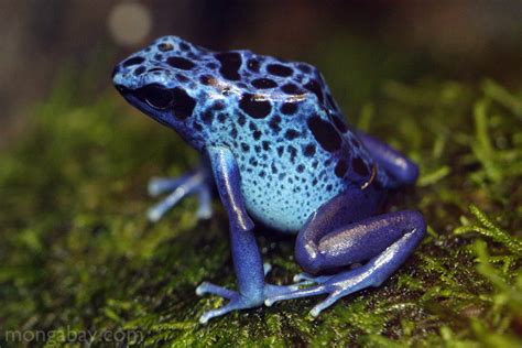 Rainforest frogs: Blue arrow poison frog from Suriname