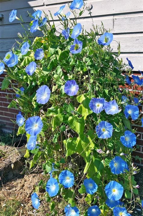 Heavenly Blue Morning Glory Seeds USA Garden Flower Vine | Etsy