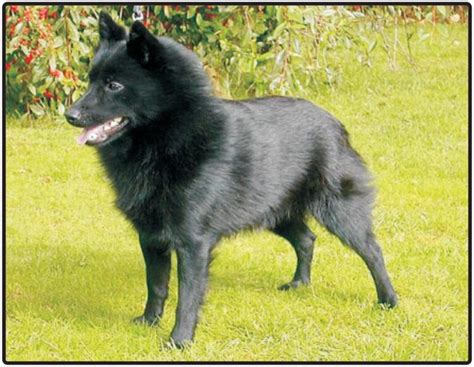 Schipperke-Puppies and Dogs for Sale – Jelena Dogshows