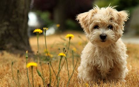 Wallpapers Puppy Dogs : Of course, you could upload your own images to use as wallpaper, but ...