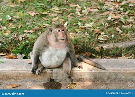 Pregnant Monkey Stock Image - Image: 34958871