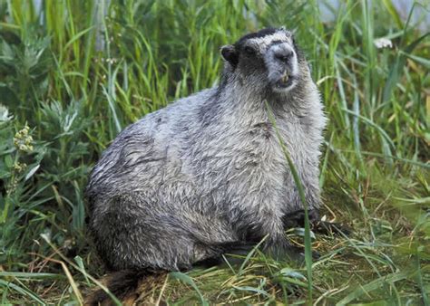 Hoary Marmot - Marmota caligata | Wildlife Journal Junior