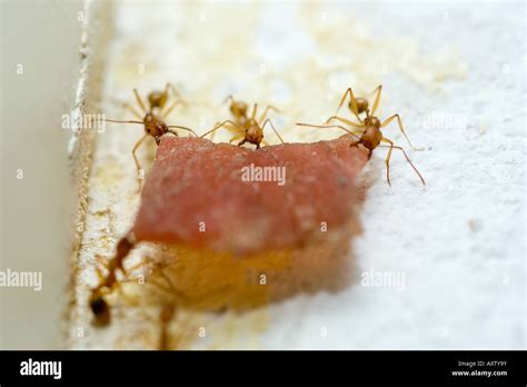 Ants carrying food hi-res stock photography and images - Alamy