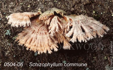 Schizophyllum_commune-c - Mushroom.Pro