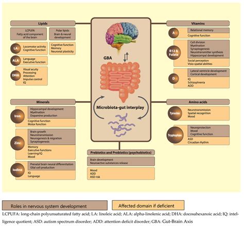 Functions and effect of some nutrients on brain and neuronal ...