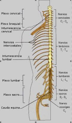 Funcion De Los Nervios Espinales - Dinami