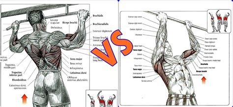 Pull-ups VS Chin-ups. What's Better?