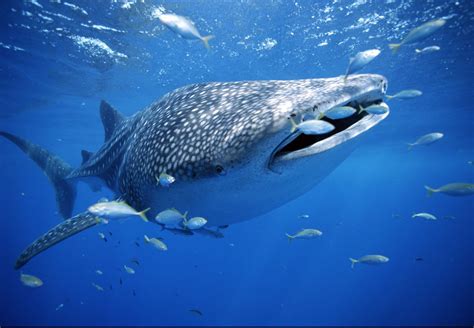 Hiu-hiu Paling Besar di Samudera | Reverendum