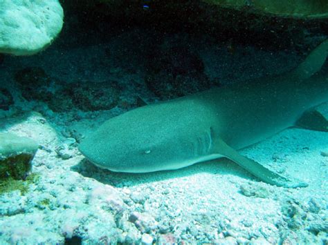 Wildlife of the Chagos islands