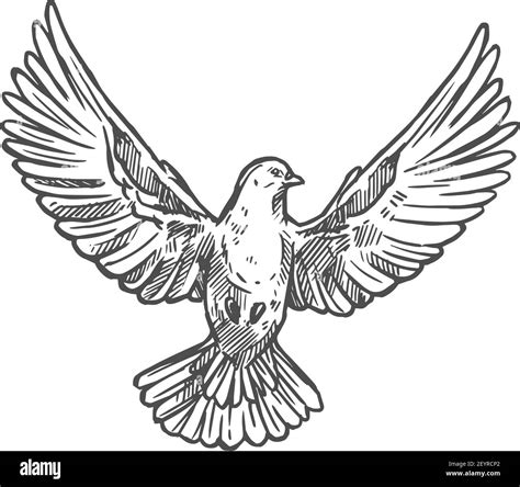 Dove bird front with spread wings. Vector flying dove pigeon sketch icon Stock Vector Image ...