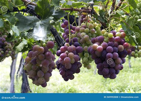 San Juan Argentina Vineyards with Bunches of Grapes Ready for Harvest for the Wine Industry May ...