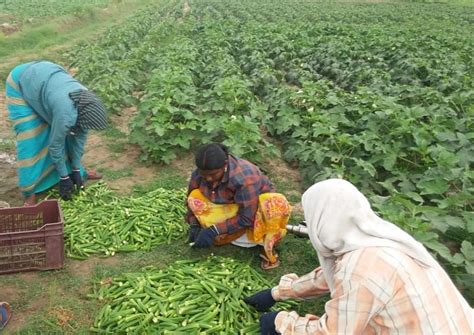 Okra harvesting : Akshara Livelihoods