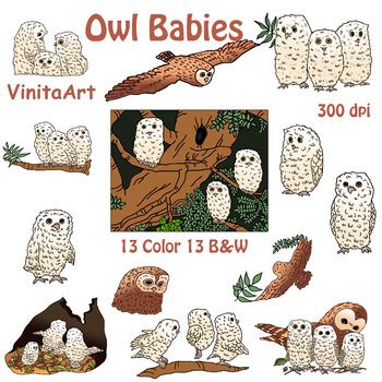 Owl Babies story book Images, clip art by VinitaArt | TpT