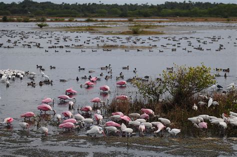 birds_at_merritt_island_nwr – National Geographic Education Blog