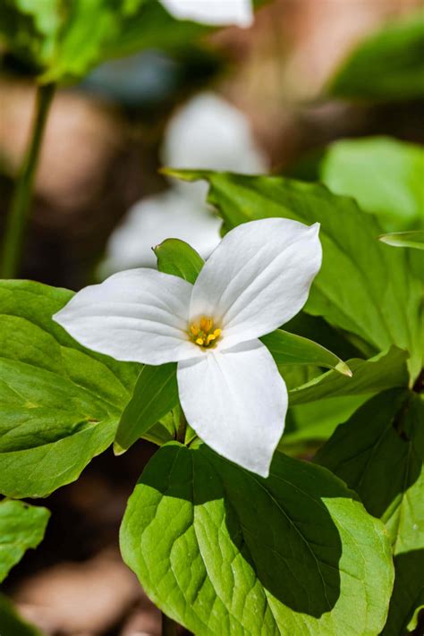 White Trillium For Sale | BOGO Free – TN Nursery