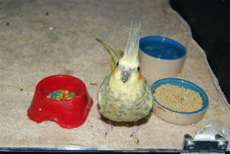 Bird Care and Information Sheets | The Unusual Pet Vets