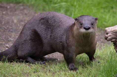 River Otter – Utica Zoo