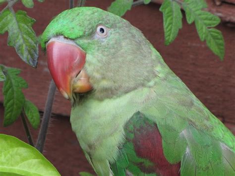 Alexandrine Parrot Facts, Behavior as Pets, Price, Pictures