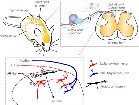 Schematic illustration of primary afferent sensory fibers and neuronal... | Download Scientific ...