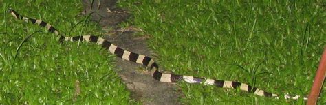 Thailand Snake Photos - Malayan Blue Krait / Yellow Banded Krait ...