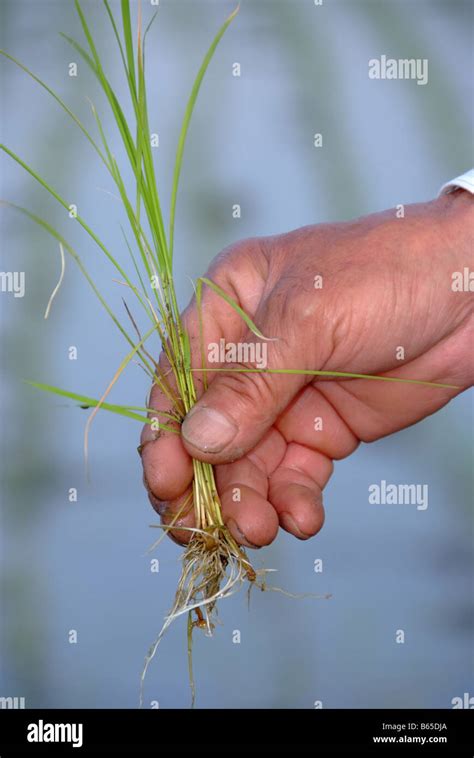 Close-up of a man's hand planting rice Stock Photo - Alamy